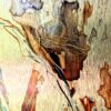 Anima Ferox - serie